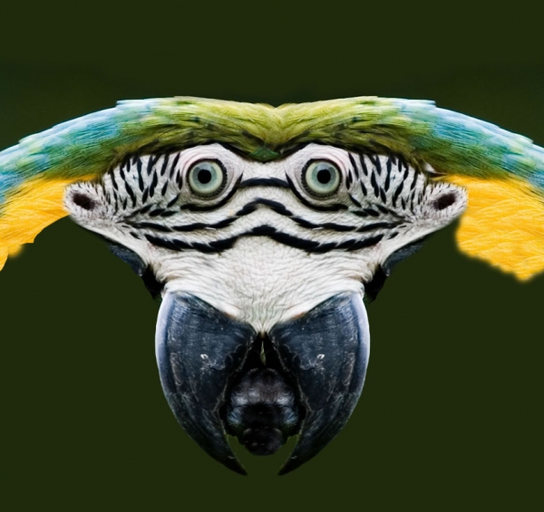 Creation of Parrot monster: Step 7